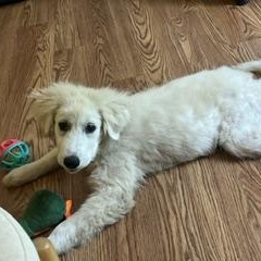 Lacy, a ADOPTABLE mixed breed in Concord, NC image 4/6
