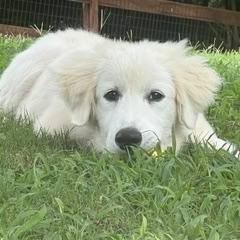 Lacy, a ADOPTABLE mixed breed in Concord, NC image 2/6