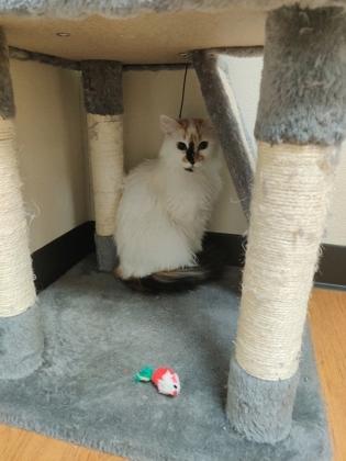 Kimchi 52714, ADOPTABLE, Adult Female Domestic Long Hair.