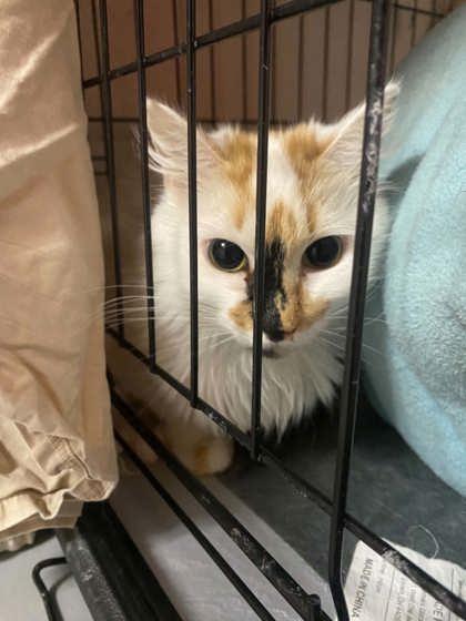 Kimchi 52714, a ADOPTABLE Domestic Long Hair in Oklahoma City, OK image 2/2