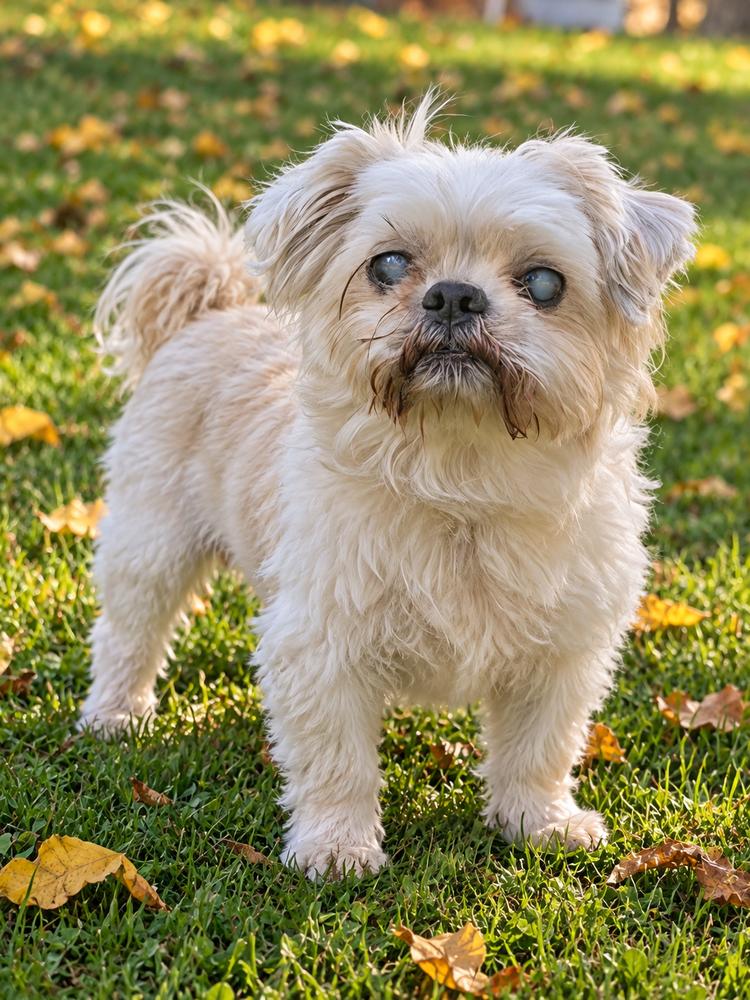 Merlin, Adoptable, Senior Male Shih Tzu.