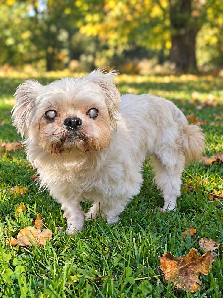 Enlarge Merlin, a Adoptable mixed breed in Oakland, MI image 2/5