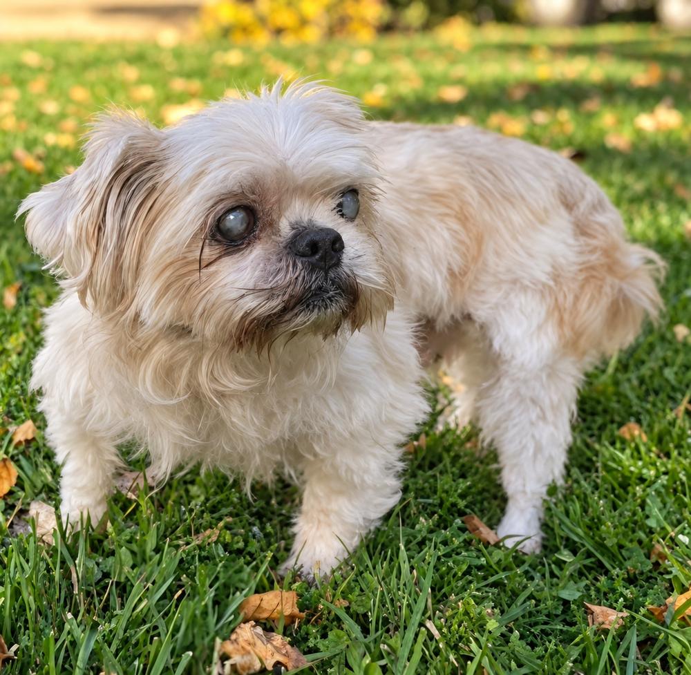 Enlarge Merlin, a Adoptable mixed breed in Oakland, MI image 3/5