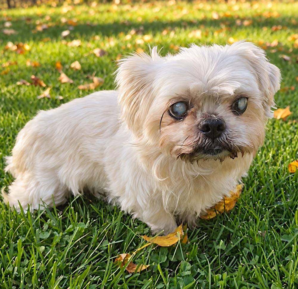 Enlarge Merlin, a Adoptable mixed breed in Oakland, MI image 4/5