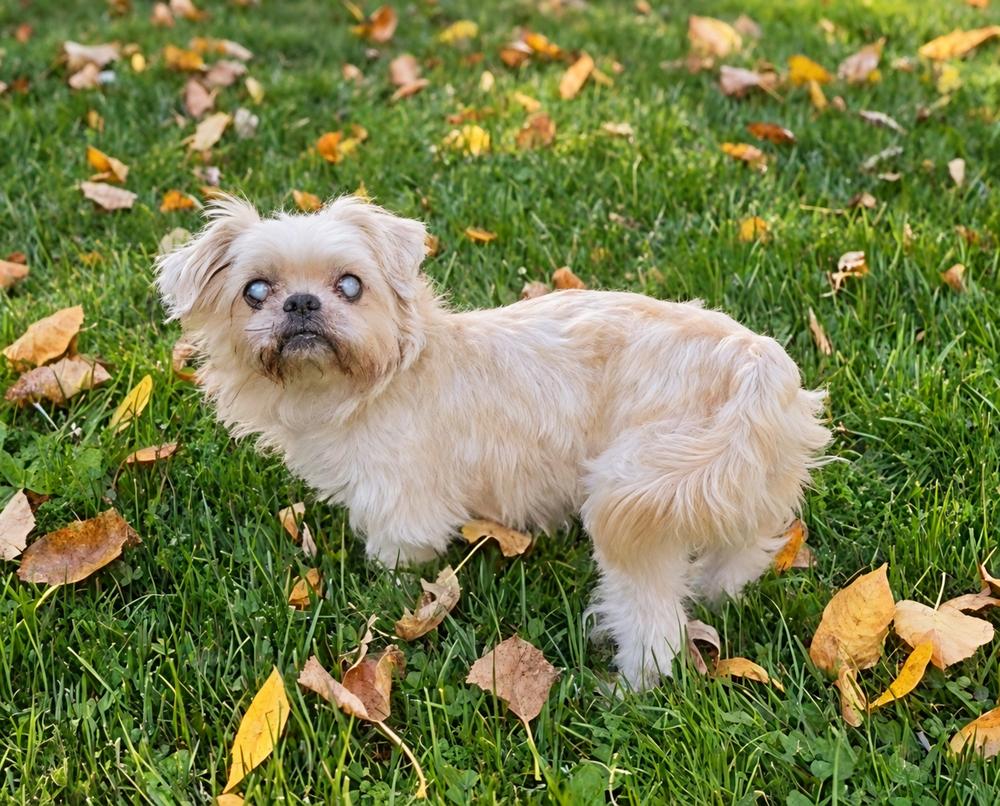 Enlarge Merlin, a Adoptable mixed breed in Oakland, MI image 5/5