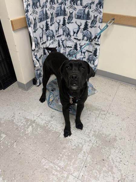 Enlarge *Atlas*, a Adoptable mixed breed in Salt Lake City, UT image 1/1