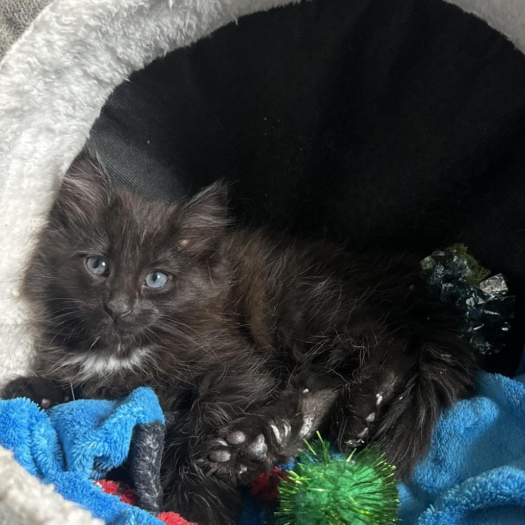 Nesta, Adoptable, Kitten Female Domestic Long Hair.