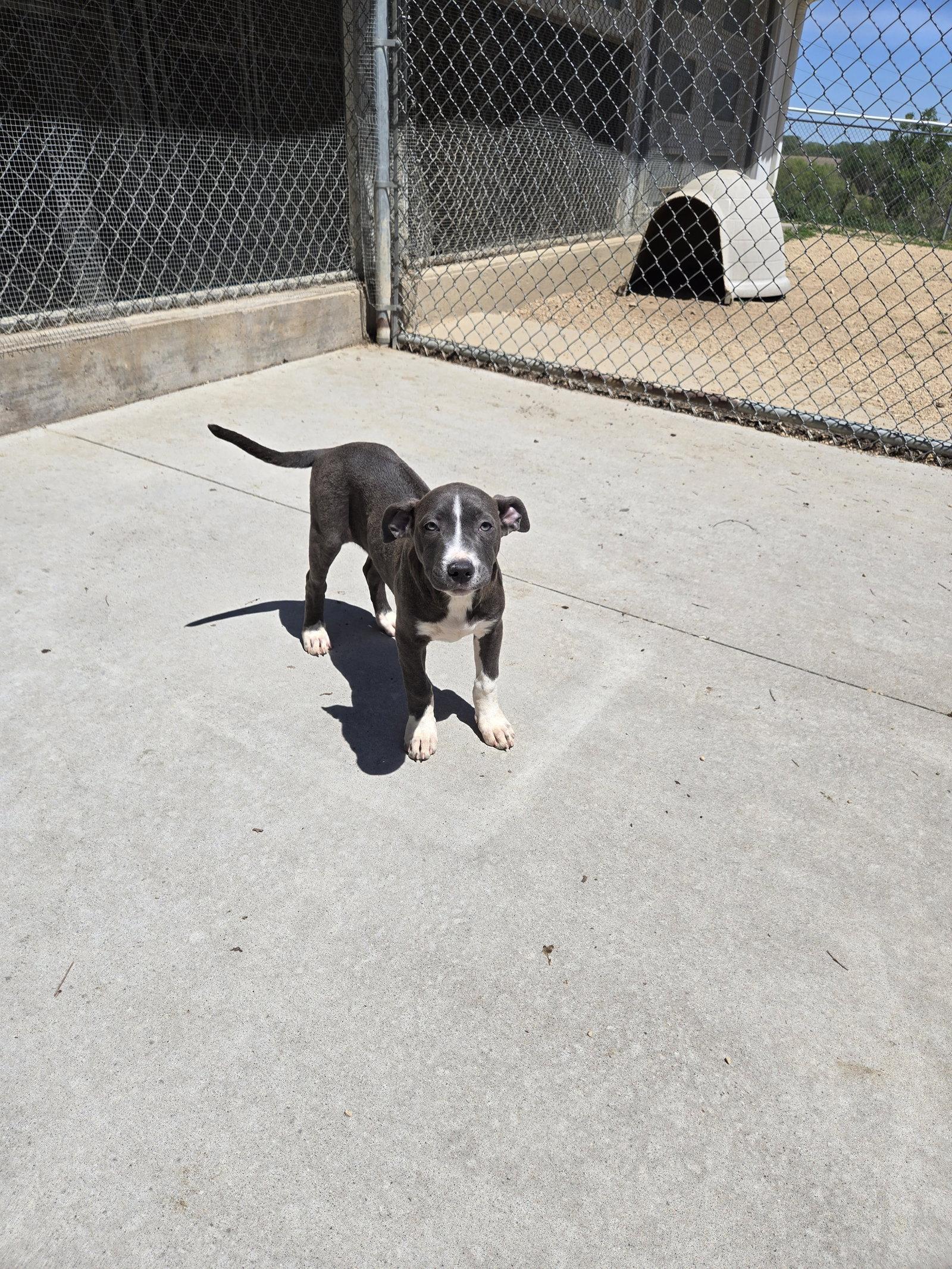Vela, Adopted, Puppy Female Mixed Breed.