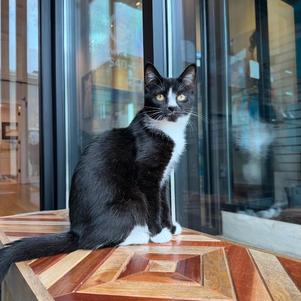 Sapote, Adoptable, Young Male Domestic Short Hair.