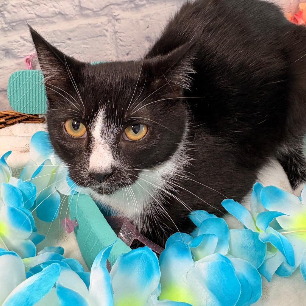 Enlarge Sapote, a Adoptable Domestic Short Hair in Harrisonburg, VA image 2/3