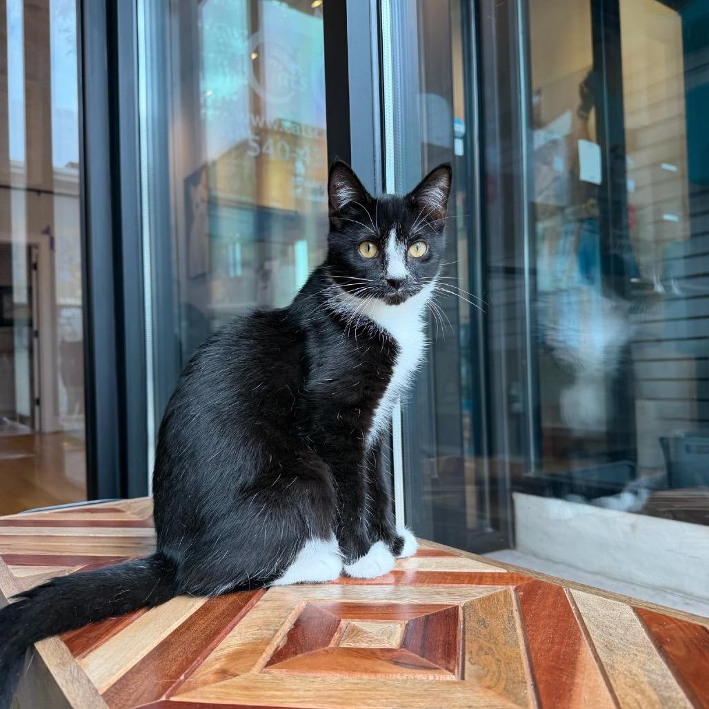 Enlarge Sapote, a Adoptable Domestic Short Hair in Harrisonburg, VA image 3/3