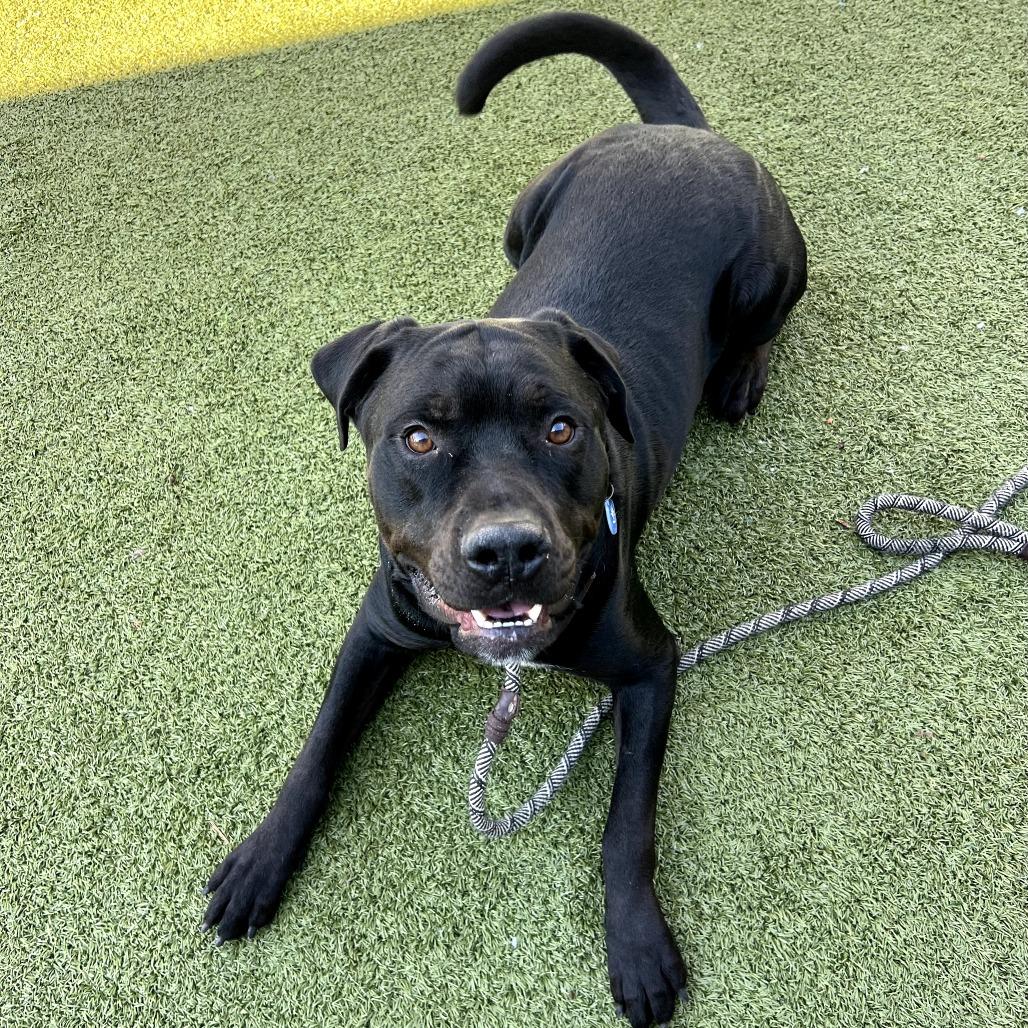 Hyde, Adoptable, Young Male Rottweiler & Labrador Retriever.