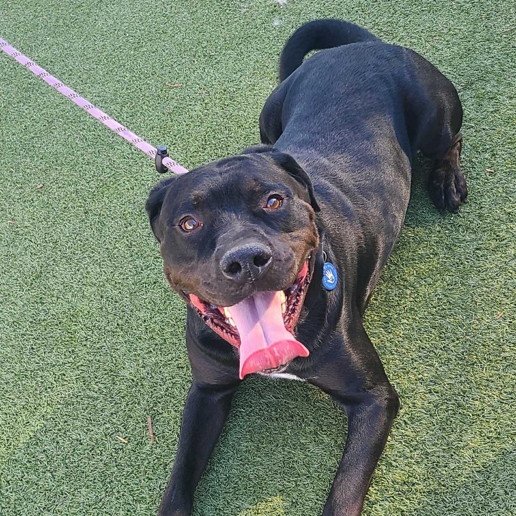 Hyde, a Adoptable mixed breed in Apache Junction, AZ image 4/6