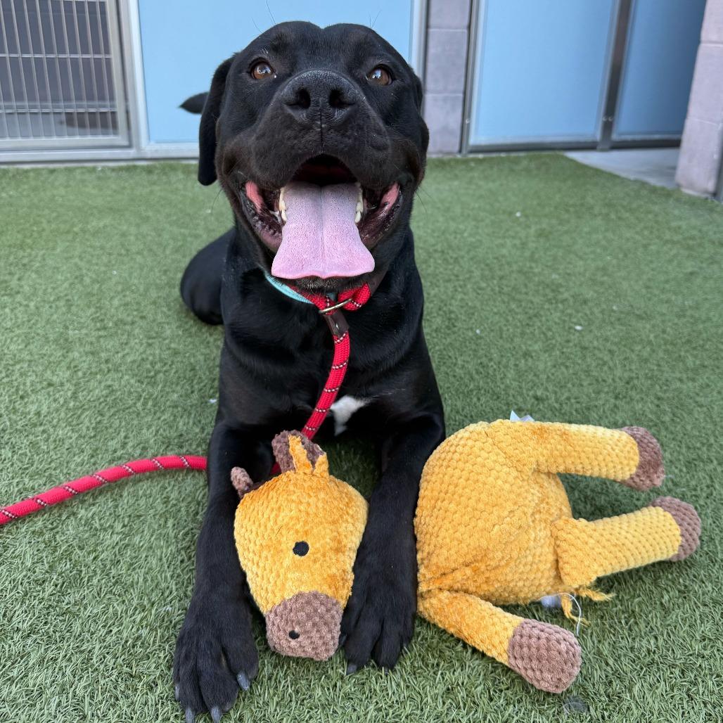 Hyde, a Adoptable mixed breed in Apache Junction, AZ image 5/6