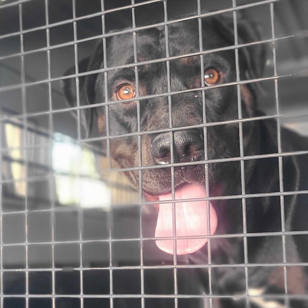 Hyde, a Adoptable mixed breed in Apache Junction, AZ image 6/6