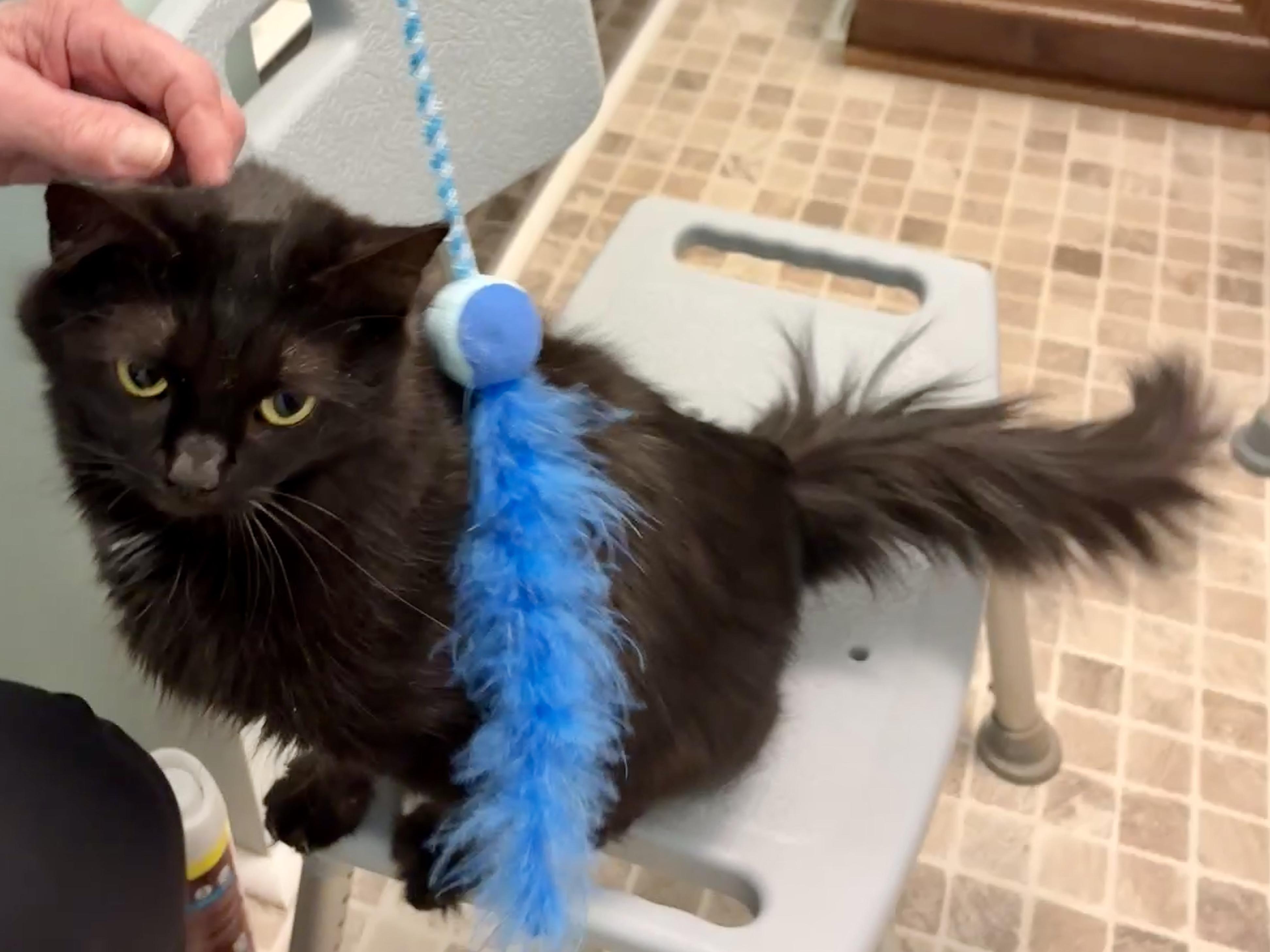 Enlarge Walnut, a Adoptable mixed breed in Morganton, NC image 6/6