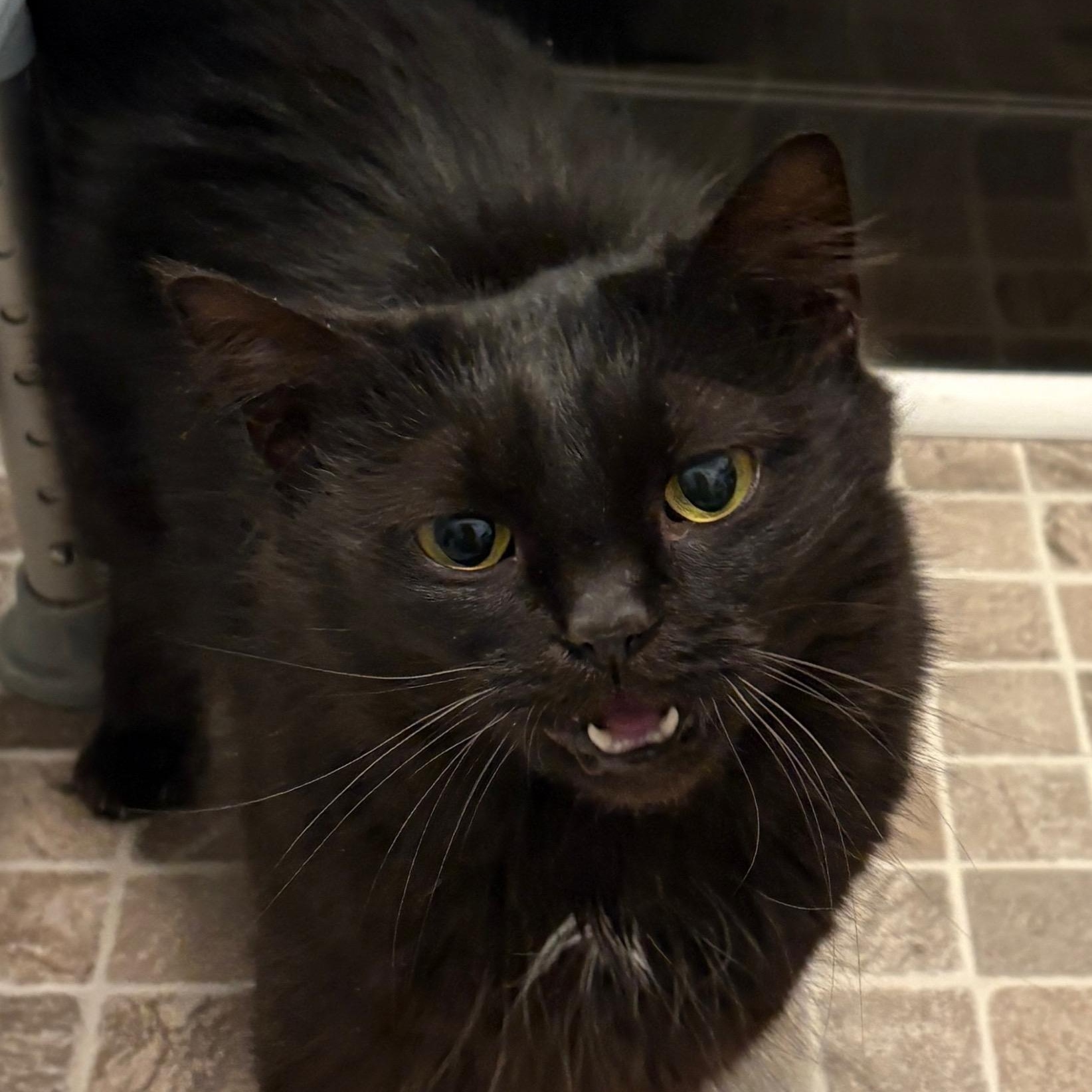 Walnut, Adoptable, Kitten Female Domestic Long Hair.