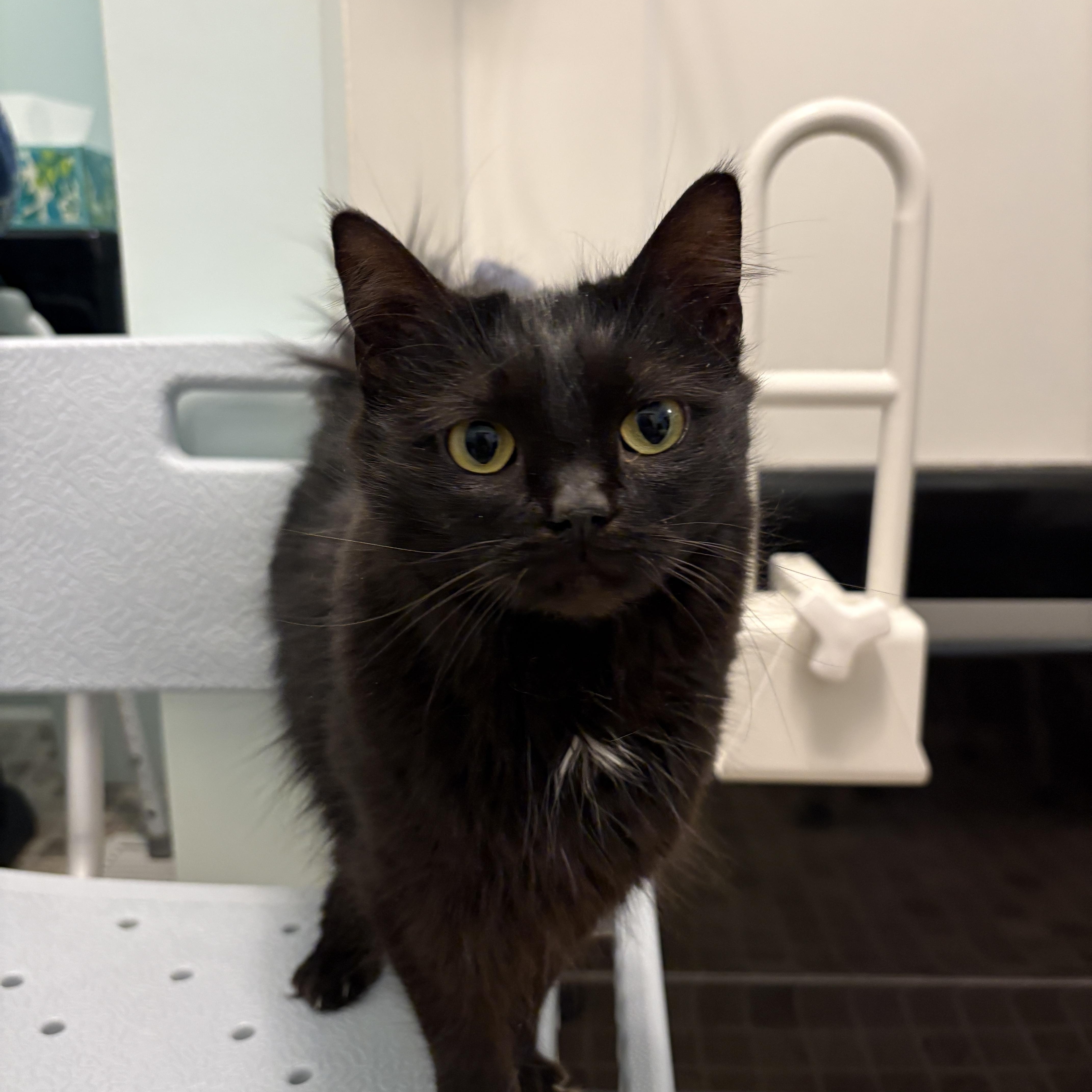 Enlarge Walnut, a Adoptable mixed breed in Morganton, NC image 4/6