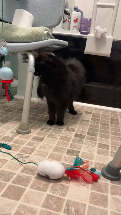 Enlarge Walnut, a Adoptable mixed breed in Morganton, NC video 5/6