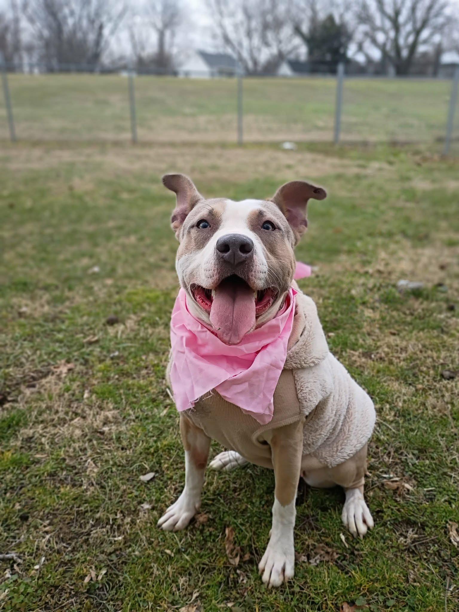 Enlarge Fiona - URGENT FOSTER NEEDED, a ADOPTABLE mixed breed in Franklin, TN image 2/6