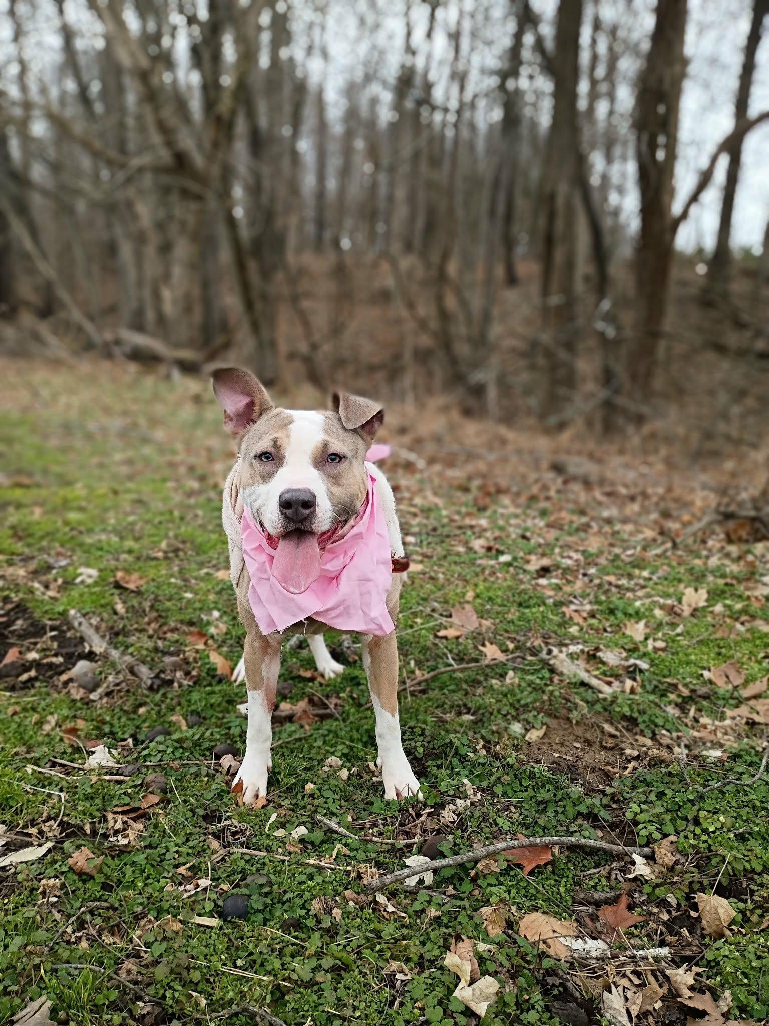 Enlarge Fiona - URGENT FOSTER NEEDED, a ADOPTABLE mixed breed in Franklin, TN image 4/6