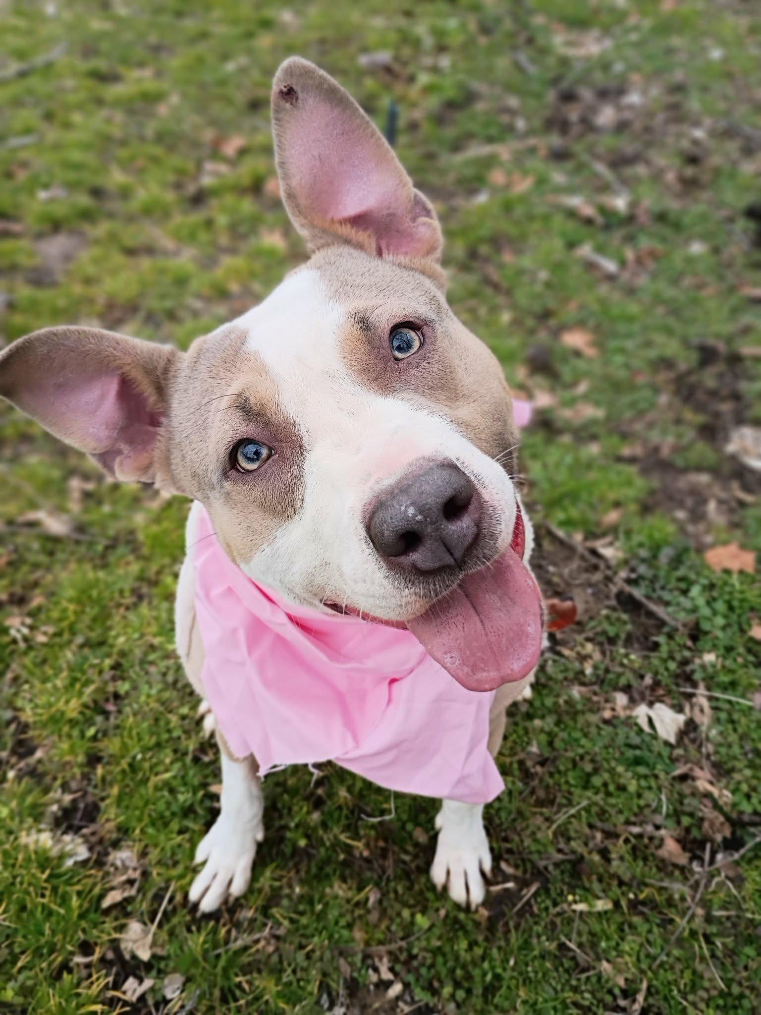 Enlarge Fiona - URGENT FOSTER NEEDED, a ADOPTABLE mixed breed in Franklin, TN image 1/6