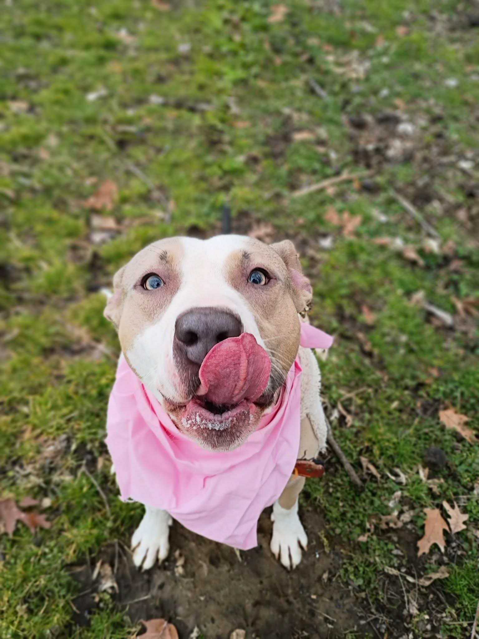 Enlarge Fiona - URGENT FOSTER NEEDED, a ADOPTABLE mixed breed in Franklin, TN image 5/6