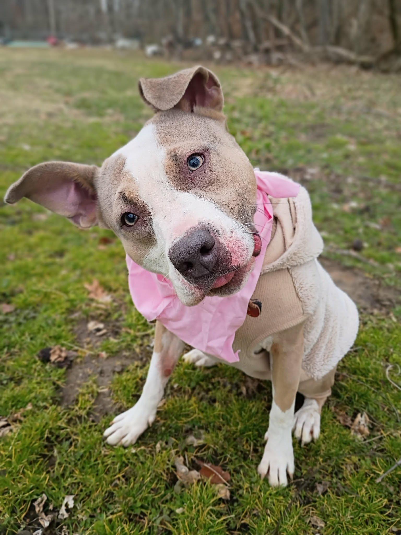 Enlarge Fiona - URGENT FOSTER NEEDED, a ADOPTABLE mixed breed in Franklin, TN image 3/6