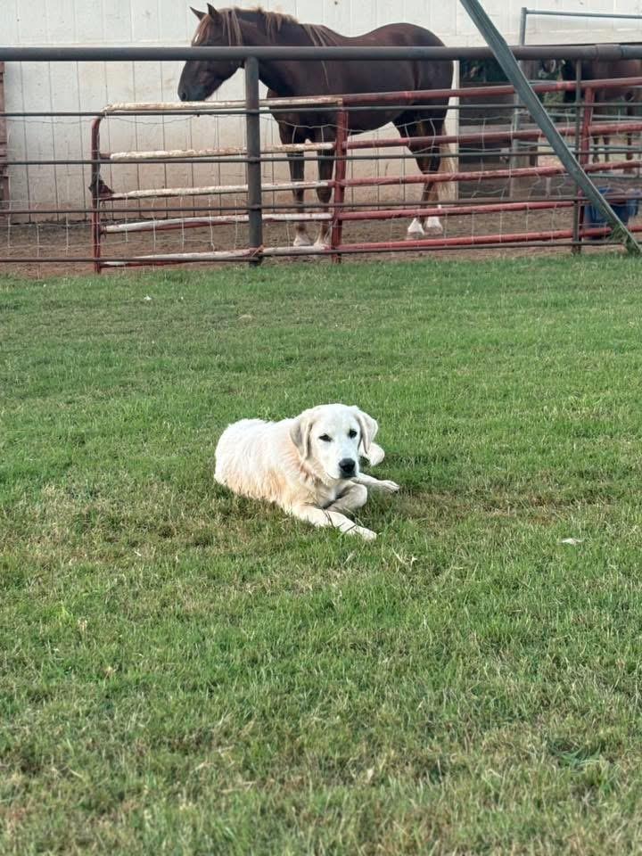 Enlarge Pearl, a Adoptable mixed breed in Meeker, OK image 1/3
