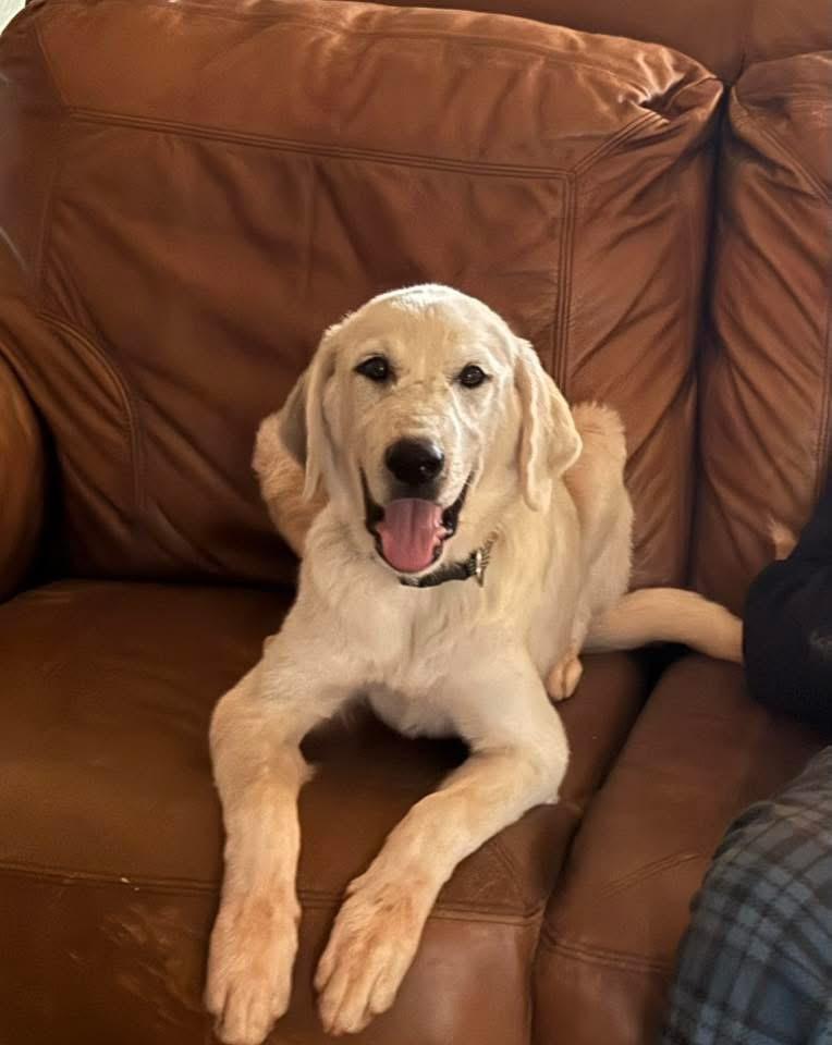 Enlarge Pearl, a Adoptable mixed breed in Meeker, OK image 2/3