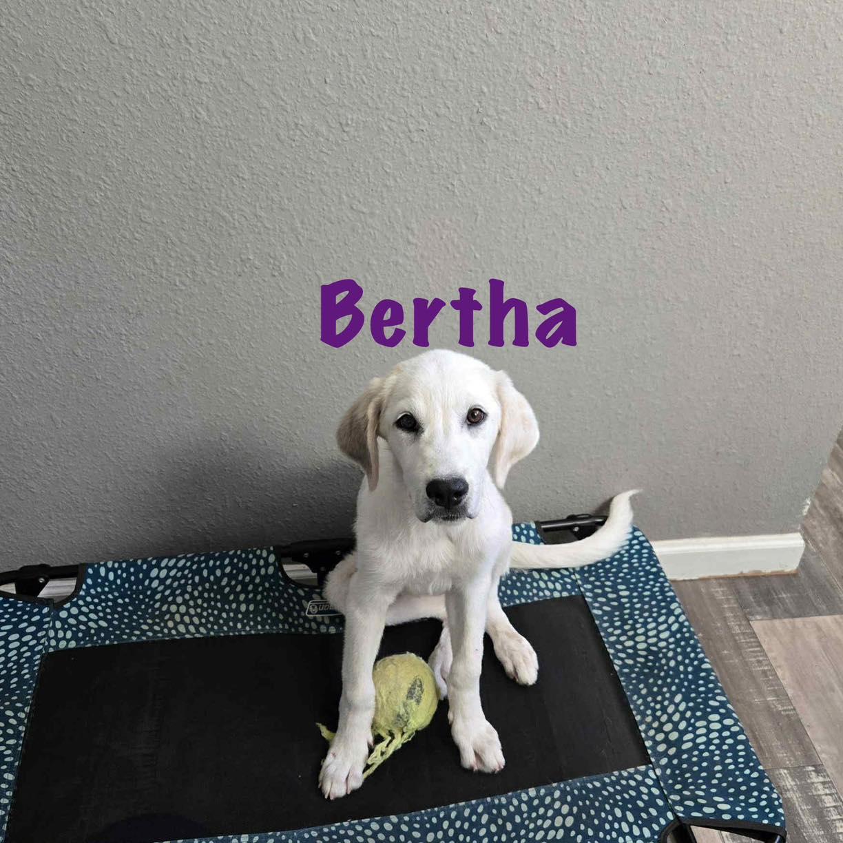Bertha