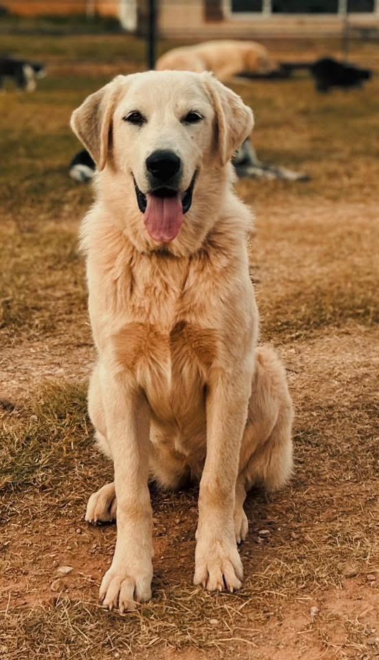 Enlarge Pearl, a Adoptable mixed breed in Meeker, OK image 3/3