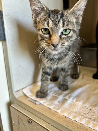 Zelda, Adoptable, Young Female Domestic Short Hair & Domestic Short Hair.