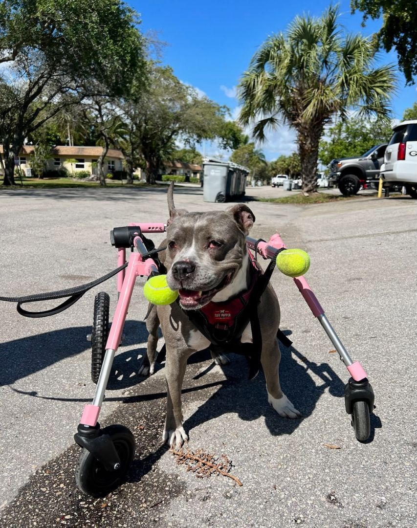 Enlarge Precious , a Adoptable mixed breed in Margate, FL image 1/13
