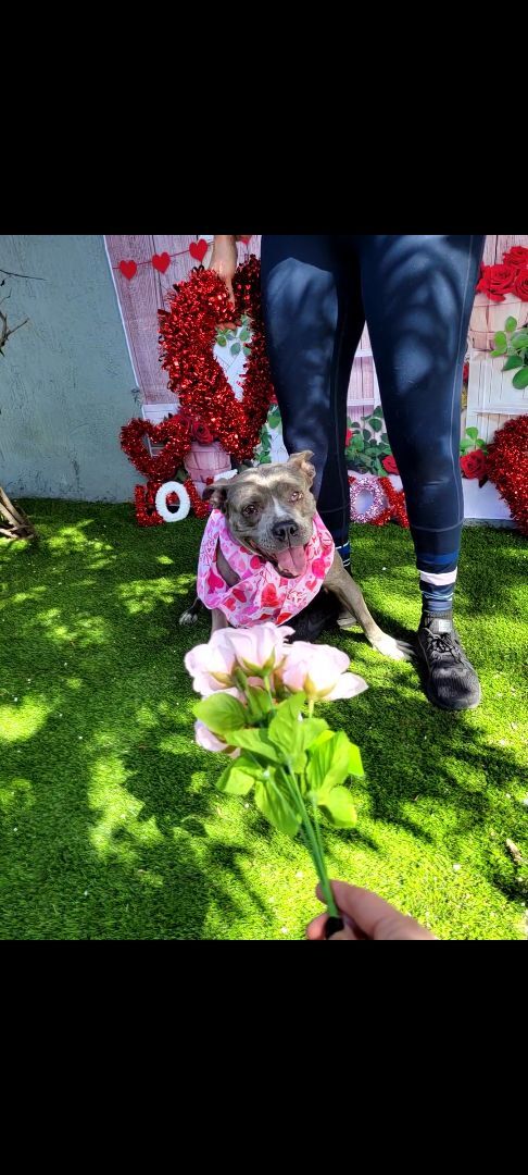 Enlarge Precious , a Adoptable mixed breed in Margate, FL image 2/13