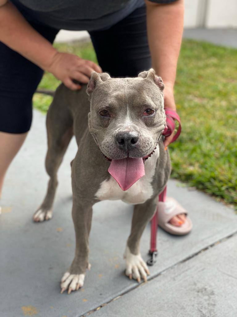 Enlarge Precious , a Adoptable mixed breed in Margate, FL image 3/13