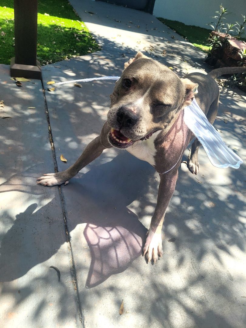 Enlarge Precious , a Adoptable mixed breed in Margate, FL image 4/13