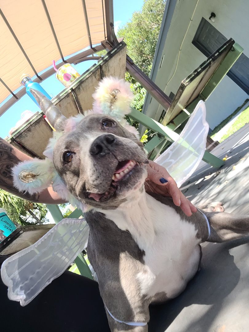 Enlarge Precious , a Adoptable mixed breed in Margate, FL image 5/13