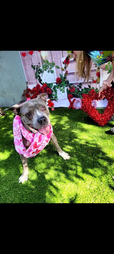 Enlarge Precious , a Adoptable mixed breed in Margate, FL image 6/13