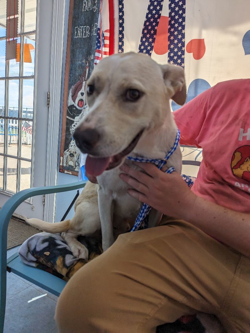 Smoke, Adoptable, Adult Male Mixed Breed.