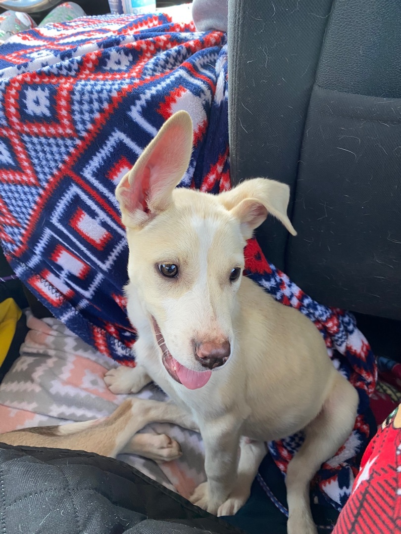 Enlarge Smoke, a Adoptable mixed breed in Lubbock, TX image 3/14