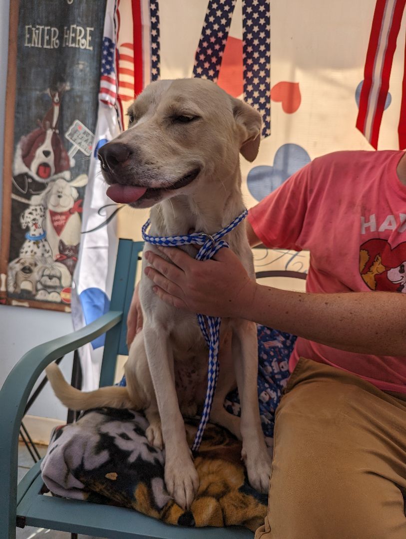 Enlarge Smoke, a Adoptable mixed breed in Lubbock, TX image 4/14