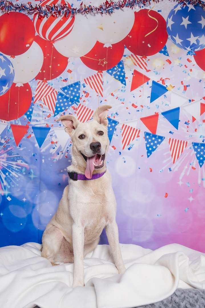 Enlarge Smoke, a Adoptable mixed breed in Lubbock, TX image 5/14