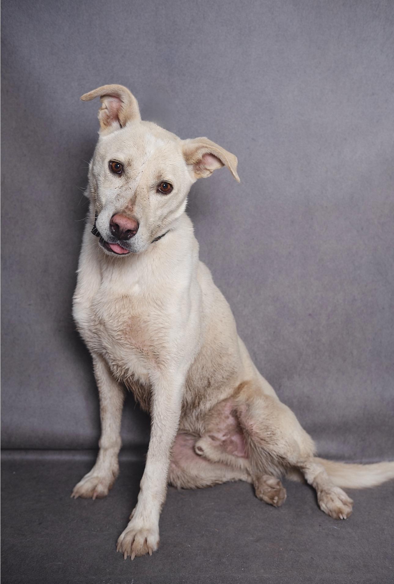 Smoke, Adoptable, Adult Male Mixed Breed.