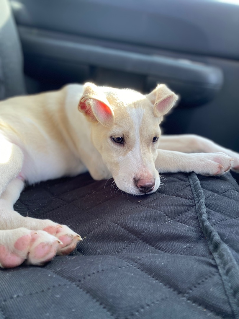 Enlarge Smoke, a Adoptable mixed breed in Lubbock, TX image 6/14