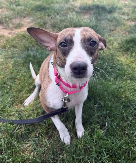 DELORES, Adoptable, Adult Female Chihuahua.