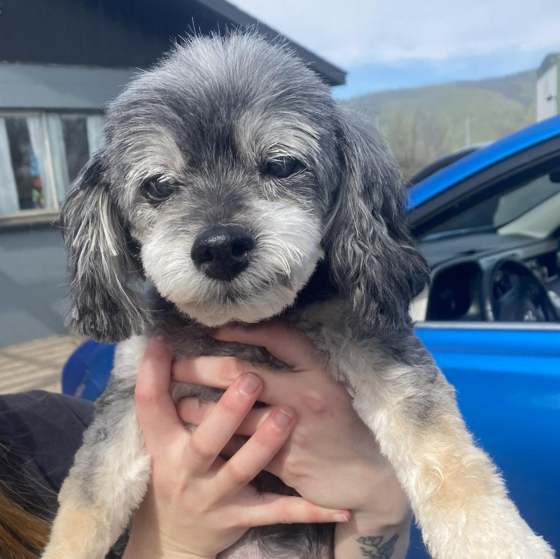 Birdie (Hospice Adoption), adopted, Senior Female Miniature Poodle & Yorkie Poo.