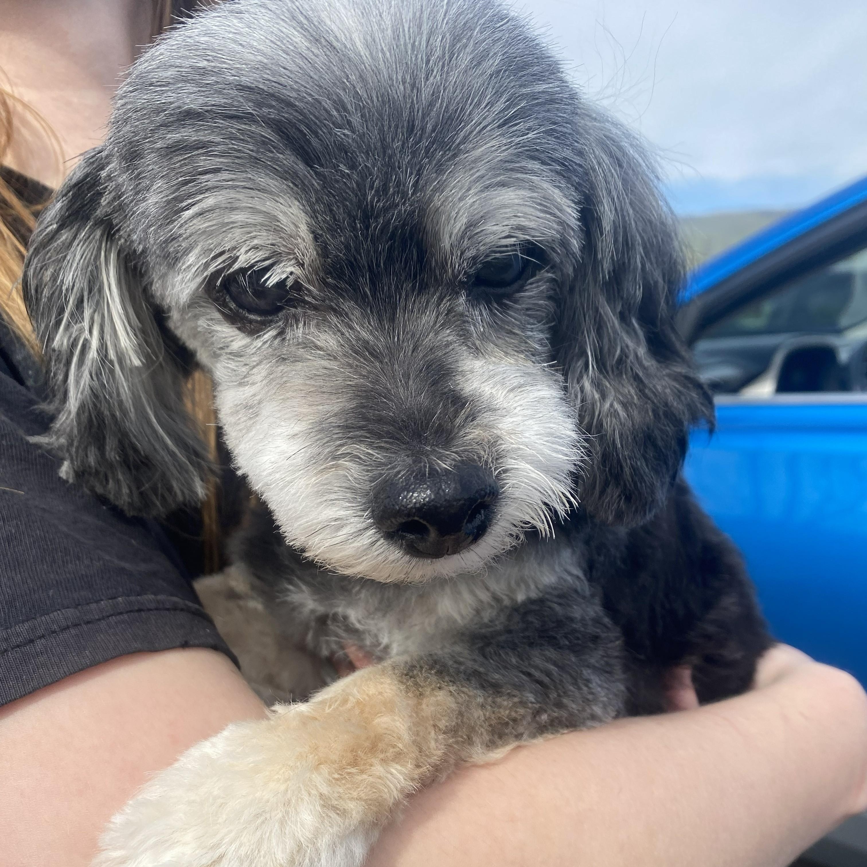 Enlarge Birdie (Hospice Adoption), an adopted mixed breed in The Dalles, OR image 2/5