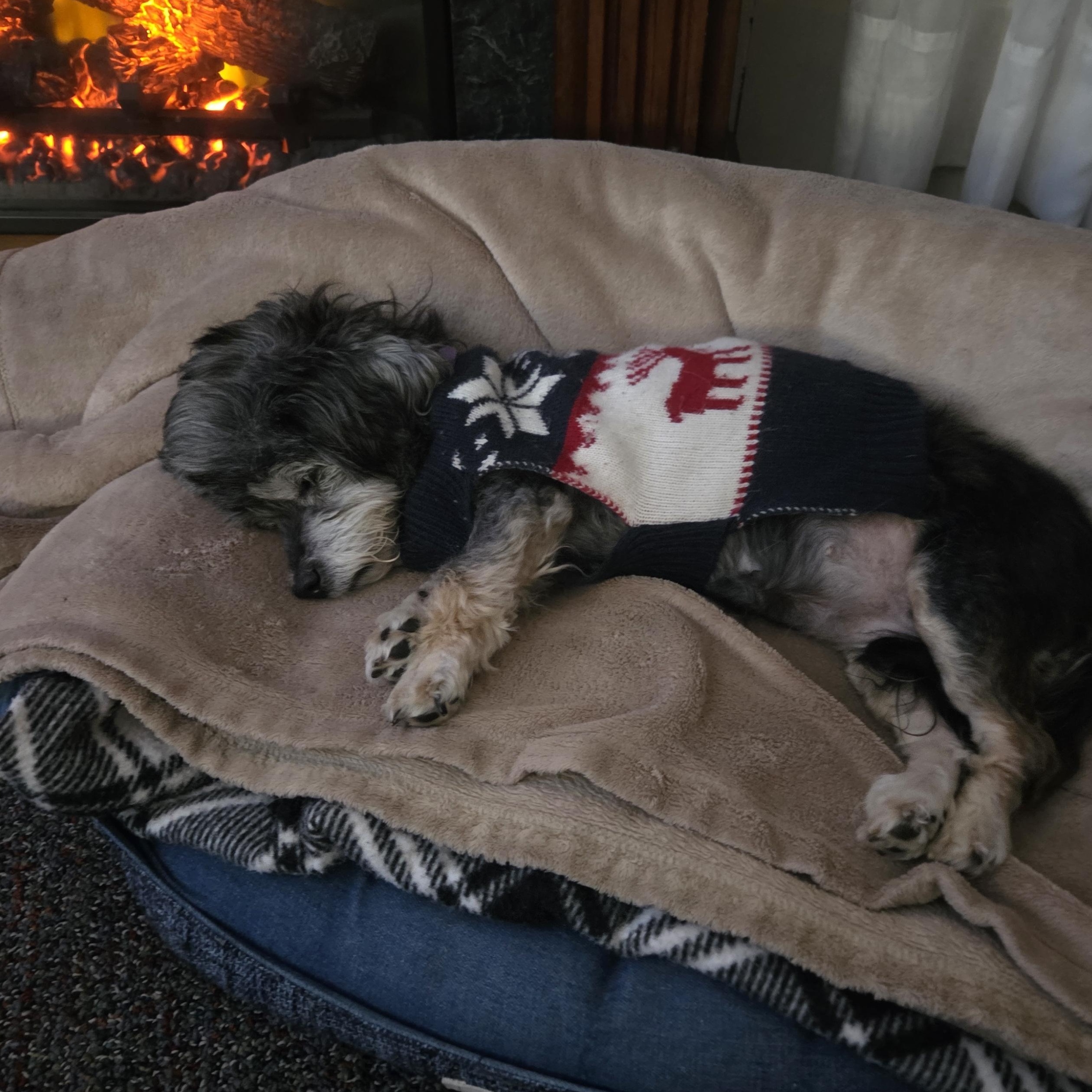 Enlarge Birdie (Hospice Adoption), an adopted mixed breed in The Dalles, OR image 3/5