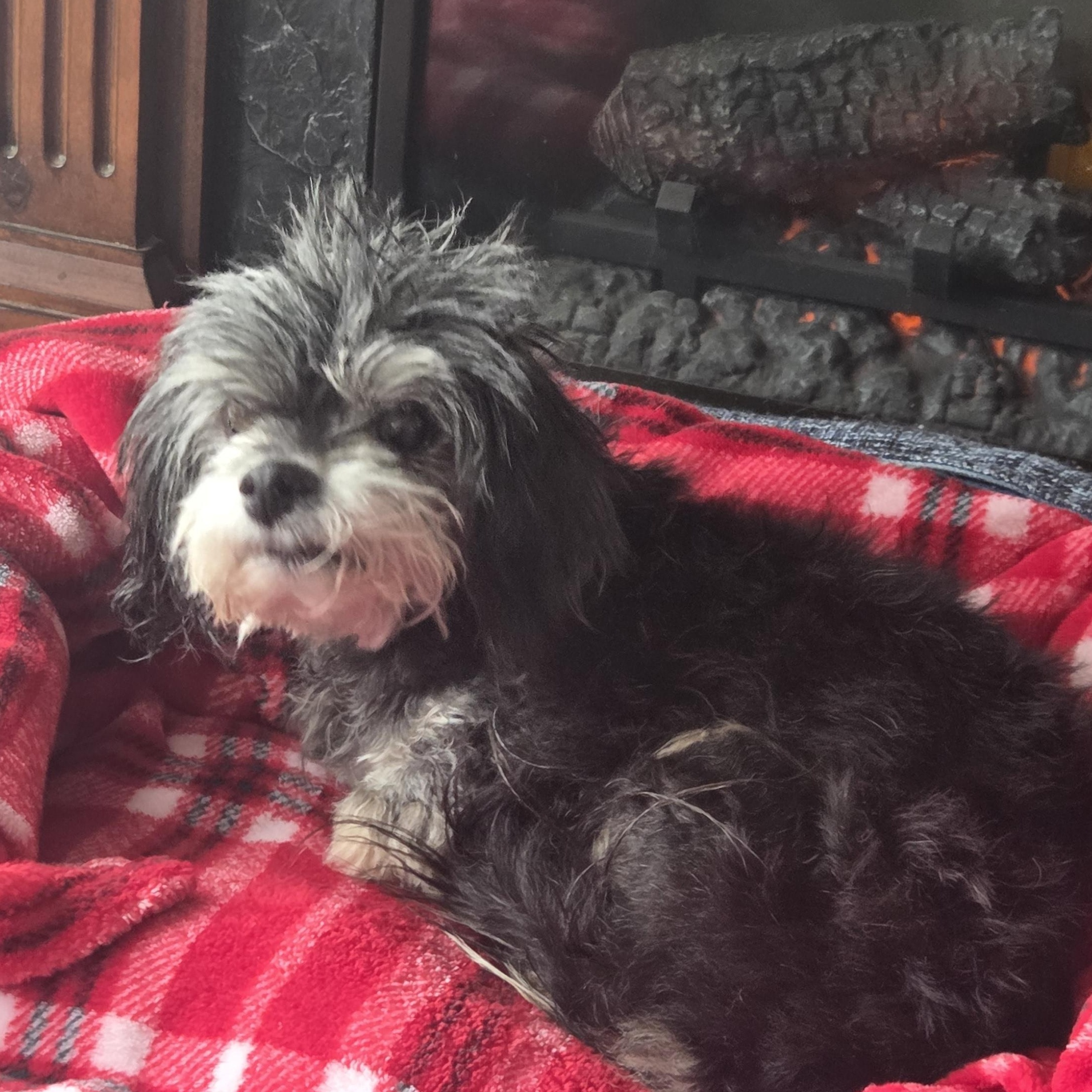 Enlarge Birdie (Hospice Adoption), an adopted mixed breed in The Dalles, OR image 5/5